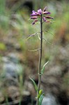 Spreading-pod Rockcress blossoms & immature siliques
