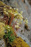 Spotted Saxifrage among moss on rock
