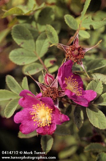 Clustered Wild Rose blossoms & foliage