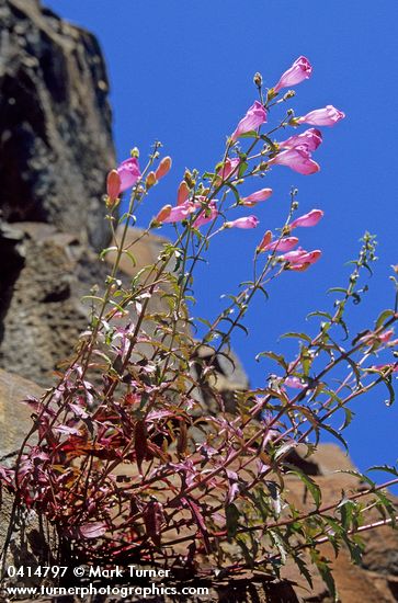 Richardson's Penstemon against blue sky