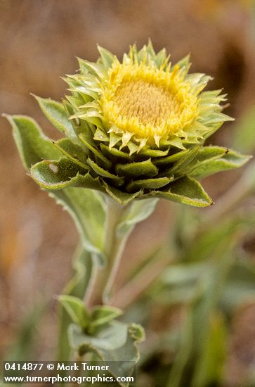 Rayless Goldenweed blossom