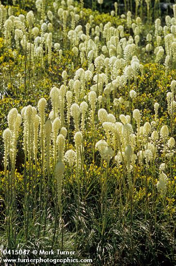 Bear Grass, backlit