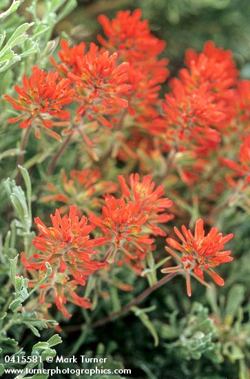 Desert Paintbrush