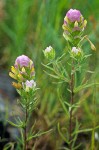 Thin-leaved Owl-clover