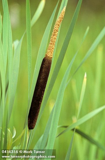 Broadleaf Cattail blossom & foliage