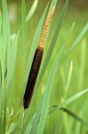 Broadleaf Cattail blossom & foliage