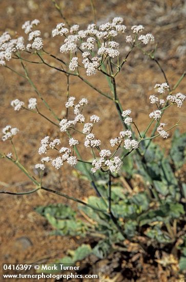 Tall Buckwheat
