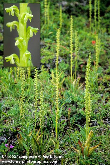 Short-spurred Rein Orchids