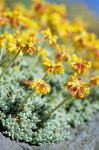 Mat Buckwheat blossoms & foliage detail