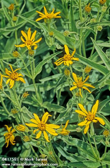 Seep-spring Arnica blossoms & foliage
