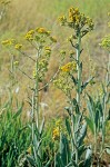 Great Swamp Groundsel