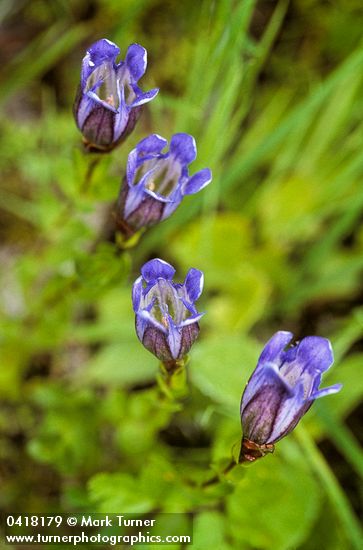 Explorer's Gentian blossoms