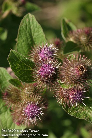 Common Burdock blossoms & foliage
