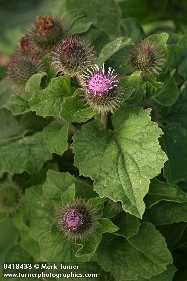 Common Burdock blossoms & foliage