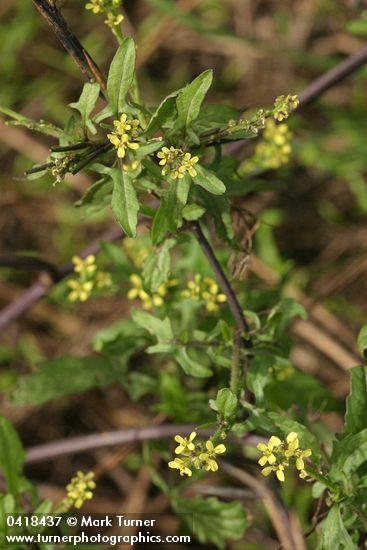 Hedge Mustard blossoms & foliage