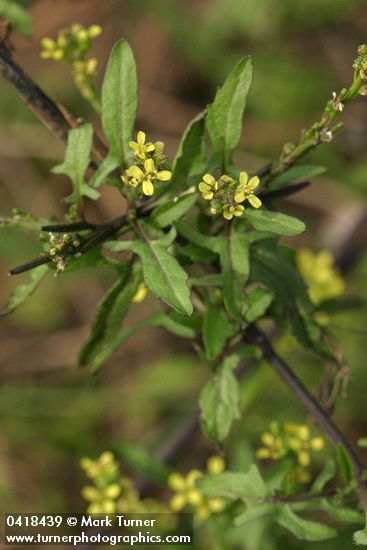 Hedge Mustard blossoms & foliage