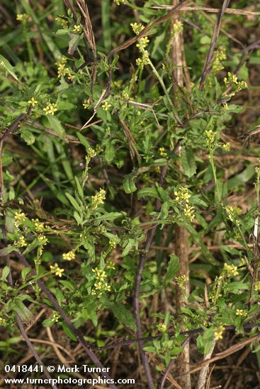 Hedge Mustard