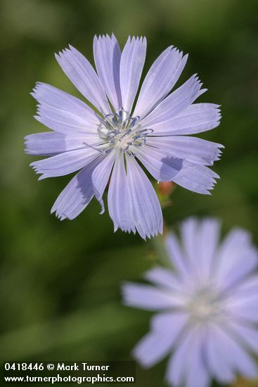 Chicory blossom