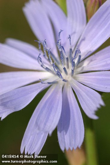 Chicory blossom detail