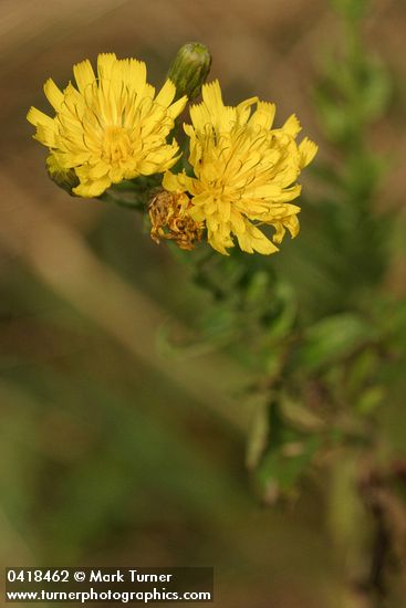 Yellow Composite blossoms