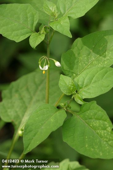 Black Nightshade blossoms & foliage