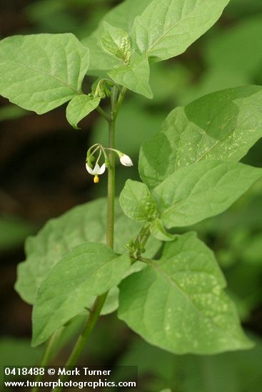 Black Nightshade blossoms & foliage