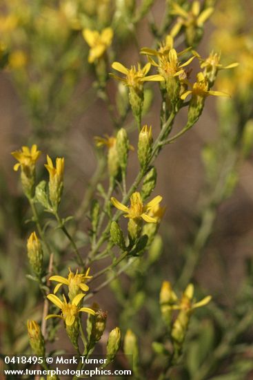 Hall's Goldenweed blossoms