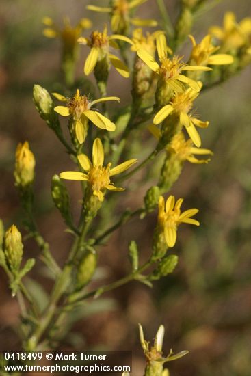 Hall's Goldenweed blossoms