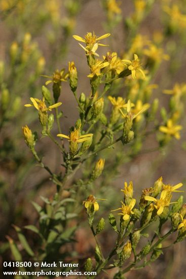 Hall's Goldenweed blossoms