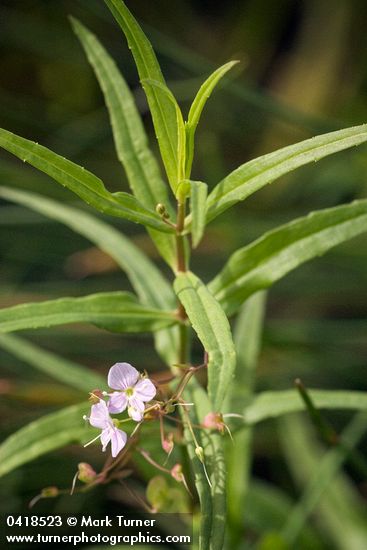 Marsh Speedwell blossoms & foliage