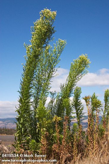Horseweed, windblown against blue sky