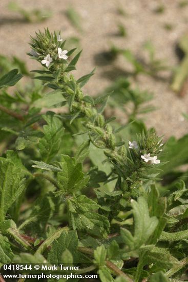 Prostrate Verbena blossoms & foliage detail