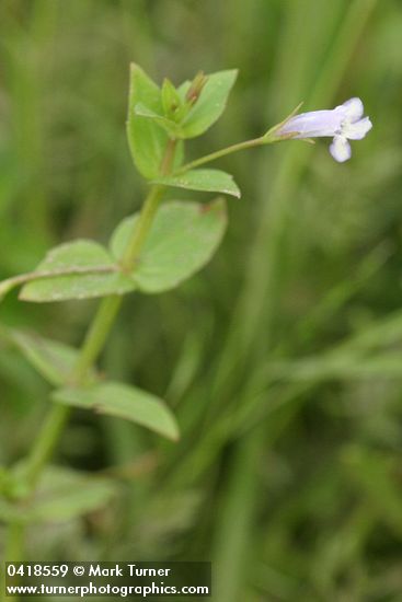 Slender False Pimpernel blossom & foliage