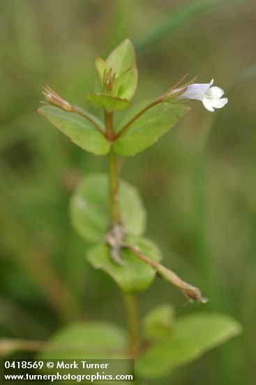 Slender False Pimpernel blossom & foliage