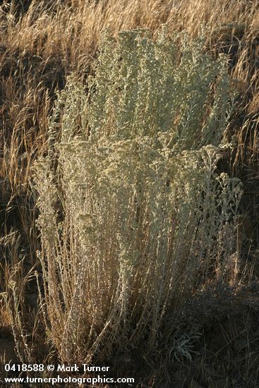 Slender Cudweed