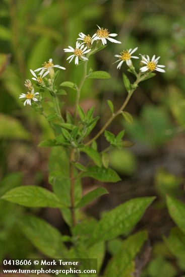 Rough-leaved Aster