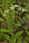 Rough-leaved Aster