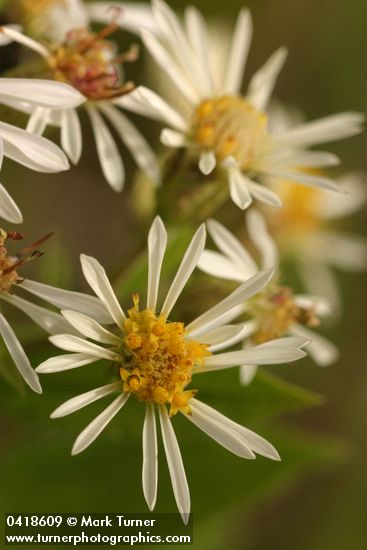 Rough-leaved Aster blossoms detail