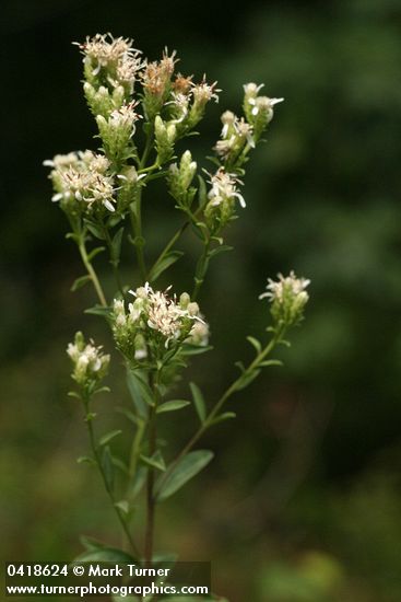 Oregon Whitetop Aster blossoms