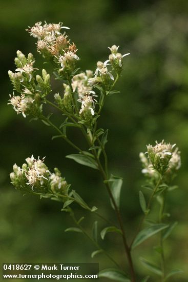 Oregon Whitetop Aster blossoms