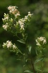 Oregon Whitetop Aster blossoms