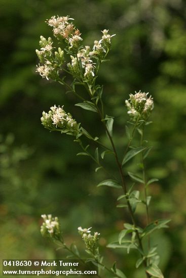 Oregon Whitetop Aster blossoms