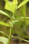 Northern Bugleweed blossoms & foliage detail