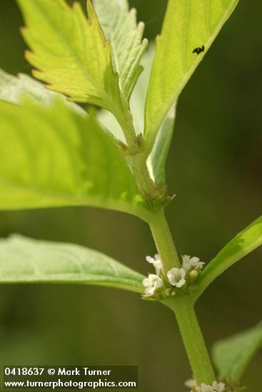 Northern Bugleweed blossoms & foliage detail