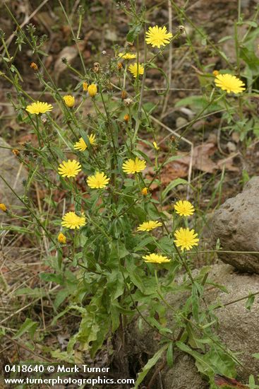 Hawkweed Oxtongue