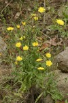 Hawkweed Oxtongue