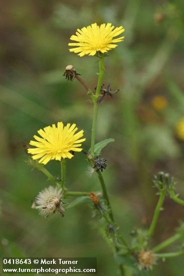 Hawkweed Oxtongue blossoms