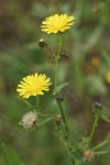 Hawkweed Oxtongue blossoms