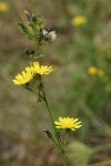Hawkweed Oxtongue blossoms