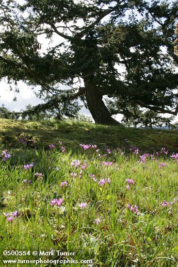 Henderson's Shooting Stars w/ contorted Douglas-fir bkgnd